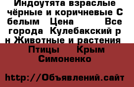 Индоутята взраслые чёрные и коричневые С белым › Цена ­ 450 - Все города, Кулебакский р-н Животные и растения » Птицы   . Крым,Симоненко